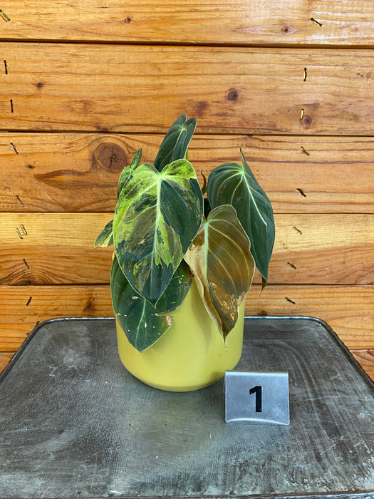 The Plant Farm® Houseplants 1s Philodendron Melanochrysum Variegated-Pick Your Plant, 4" Plant