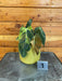 The Plant Farm® Houseplants 1s Philodendron Melanochrysum Variegated-Pick Your Plant, 4" Plant