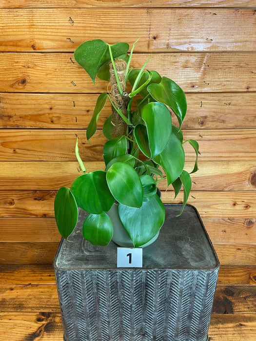 The Plant Farm® Houseplants 1s Philodendron Microstictum on Pole-Pick Your Plant, 4" Plant