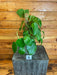 The Plant Farm® Houseplants 1s Philodendron Microstictum on Pole-Pick Your Plant, 4" Plant