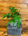 The Plant Farm® Houseplants 1s Philodendron Pedatum Reindeer - Pick Your Plant, 6" Plant