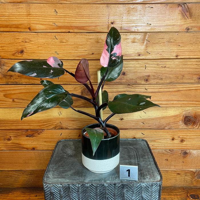 The Plant Farm® Houseplants 1s Philodendron Pink Princess - Pick Your Plant, 4" Plant