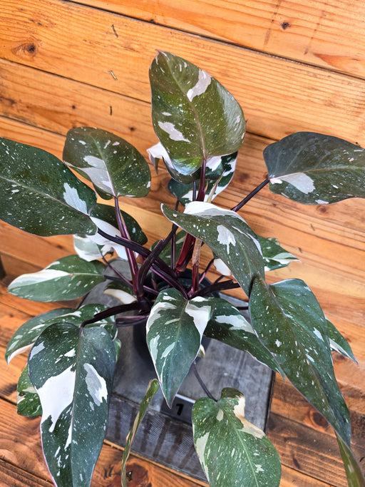 The Plant Farm® Houseplants 1s Philodendron Red Anderson - Pick Your Plant, 4" Plant