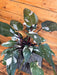 The Plant Farm® Houseplants 1s Philodendron Red Anderson - Pick Your Plant, 4" Plant