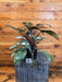 The Plant Farm® Houseplants 1s Philodendron Red Anderson - Pick Your Plant, 4" Plant