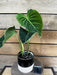 The Plant Farm® Houseplants 1s Philodendron Splendid - Pick Your Plant, 4" Plant