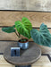 The Plant Farm® Houseplants 1s Philodendron Verrucosum - Pick Your Plant, 2" Plant