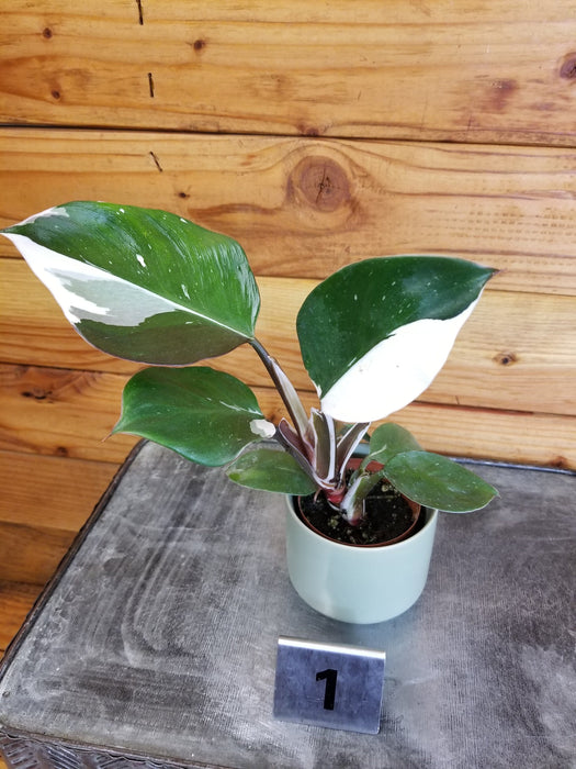 The Plant Farm® Houseplants 1s Philodendron White Knight Variegated - Pick Your Plant, 2" Plant