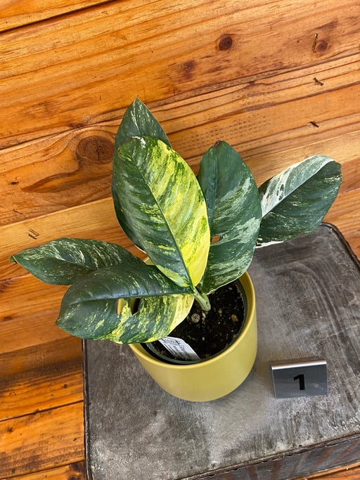 The Plant Farm® Houseplants 1s Rhaphidophora Puberula Variegated - Pick Your Plant, 4" Plant