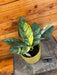 The Plant Farm® Houseplants 1s Rhaphidophora Puberula Variegated - Pick Your Plant, 4" Plant