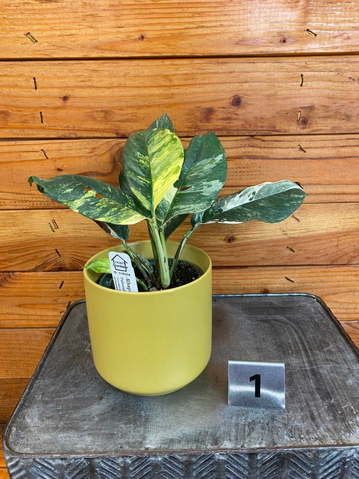 The Plant Farm® Houseplants 1s Rhaphidophora Puberula Variegated - Pick Your Plant, 4" Plant