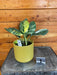 The Plant Farm® Houseplants 1s Rhaphidophora Puberula Variegated - Pick Your Plant, 4" Plant