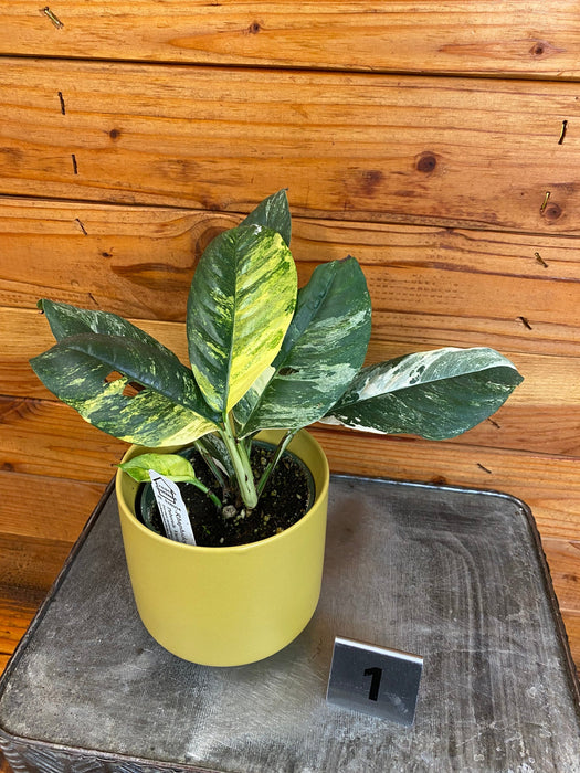 The Plant Farm® Houseplants 1s Rhaphidophora Puberula Variegated - Pick Your Plant, 4" Plant