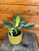 The Plant Farm® Houseplants 1s Rhaphidophora Puberula Variegated - Pick Your Plant, 4" Plant