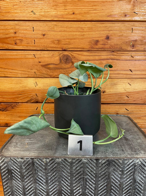 The Plant Farm® Houseplants 1s Scindapsus Silver Hero - Pick Your Plant, 4" Plant