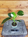 The Plant Farm® Houseplants 206s Philodendron White Wizard-Pick your plant, 2" Plant