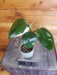 The Plant Farm® Houseplants 207s Philodendron White Wizard-Pick your plant, 2" Plant