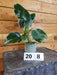 The Plant Farm® Houseplants 208s Philodendron White Wizard-Pick your plant, 2" Plant