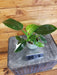 The Plant Farm® Houseplants 209s Philodendron White Wizard-Pick your plant, 2" Plant