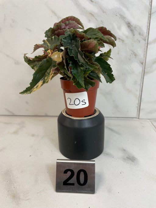 The Plant Farm® Houseplants 20s Low Variegation Begonia Ginny Galaxy - Pick Your Plant, 2" Plant