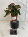 The Plant Farm® Houseplants 20s Low Variegation Begonia Ginny Galaxy - Pick Your Plant, 2" Plant