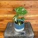 The Plant Farm® Houseplants 20s Monstera Thai Constellation TC-Pick Your Plant, 4” Plant