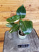 The Plant Farm® Houseplants 210s Philodendron White Wizard-Pick your plant, 2" Plant