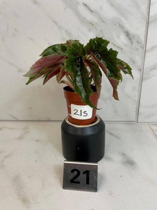 The Plant Farm® Houseplants 21s Low Variegation Begonia Ginny Galaxy - Pick Your Plant, 2" Plant