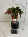 The Plant Farm® Houseplants 21s Low Variegation Begonia Ginny Galaxy - Pick Your Plant, 2" Plant