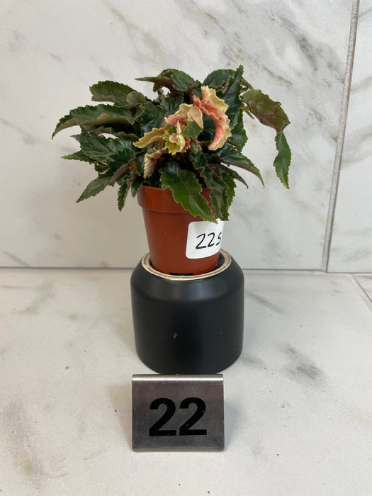 The Plant Farm® Houseplants 22s Low Variegation Begonia Ginny Galaxy - Pick Your Plant, 2" Plant