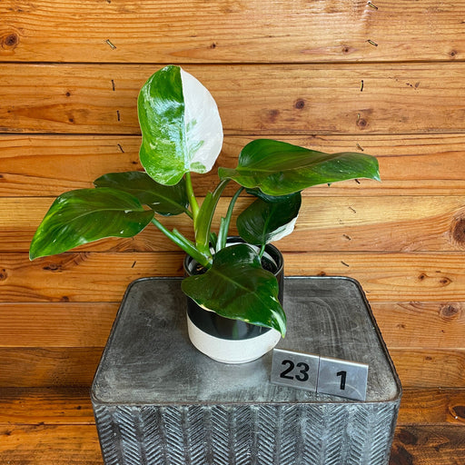The Plant Farm® Houseplants 231s Philodendron White Wizard - Pick Your Plant, 4" Plant