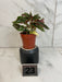 The Plant Farm® Houseplants 23s Low Variegation Begonia Ginny Galaxy - Pick Your Plant, 2" Plant