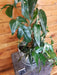 The Plant Farm® Houseplants 25s Epipremnum Pinnatum Albo on Moss Pole - Pick Your Plant, 6" Plant