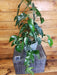 The Plant Farm® Houseplants 25s Epipremnum Pinnatum Albo on Moss Pole - Pick Your Plant, 6" Plant