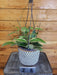 The Plant Farm® Houseplants 26s Hoya Macrophylla Albomarginata - Pick Your Plant, 6" Plant