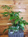 The Plant Farm® Houseplants 27s Philodendron Pedatum Glad hands - Pick Your Plant, 6" Plant