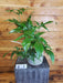 The Plant Farm® Houseplants 27s Philodendron Pedatum Glad hands - Pick Your Plant, 6" Plant