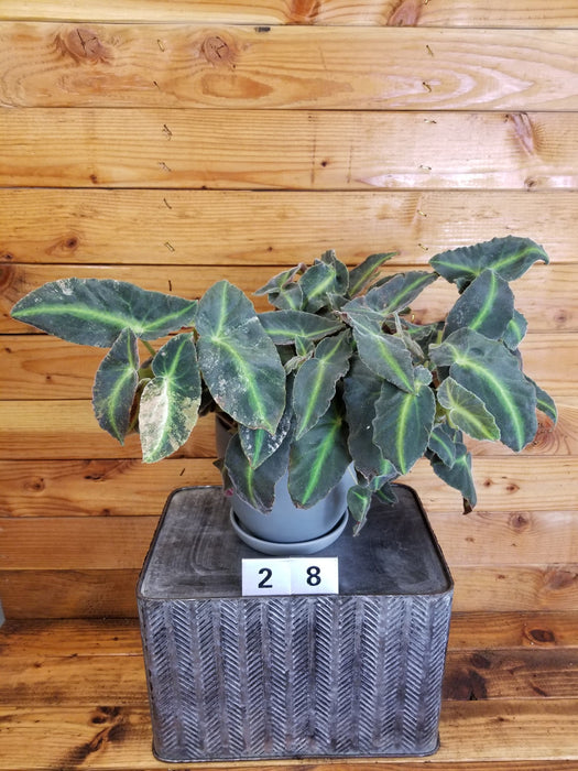 The Plant Farm® Houseplants 28s Begonia Listada Variegated - Pick Your Plant, 6" Plant