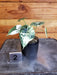 The Plant Farm® Houseplants 2s Alocasia Dragon Scale Variegated - Pick Your Plant, 2" Plant