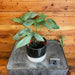 The Plant Farm® Houseplants 2s Amydrium Silver - Pick Your Plant, 4" Plant