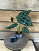 The Plant Farm® Houseplants 2s Anthurium Crystallinum x Forgetii - Pick Your Plant, 2" Plant