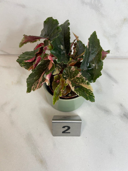 The Plant Farm® Houseplants 2s Begonia Ginny Galaxy - Pick Your Plant, 2" Plant