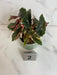 The Plant Farm® Houseplants 2s Begonia Ginny Galaxy - Pick Your Plant, 2" Plant