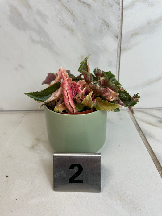 The Plant Farm® Houseplants 2s Begonia Ginny Galaxy - Pick Your Plant, 2" Plant