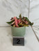 The Plant Farm® Houseplants 2s Begonia Ginny Galaxy - Pick Your Plant, 2" Plant