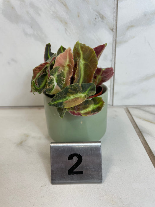 The Plant Farm® Houseplants 2s Begonia Listada Variegated - Pick Your Plant, 2" Plant