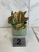 The Plant Farm® Houseplants 2s Begonia Listada Variegated - Pick Your Plant, 2" Plant