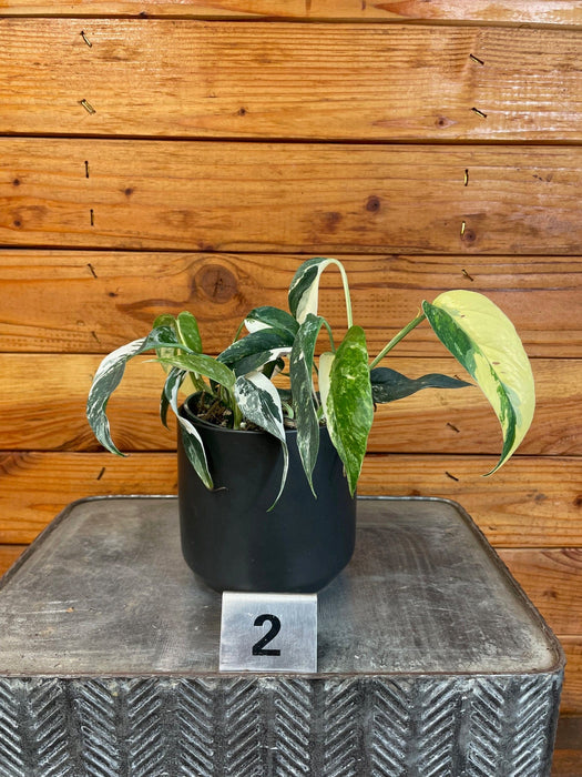 The Plant Farm® Houseplants 2s Epipremnum Pinnatum Albo - Pick Your Plant, 4" Plant