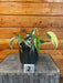 The Plant Farm® Houseplants 2s Epipremnum Pinnatum Albo - Pick Your Plant, 4" Plant