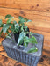 The Plant Farm® Houseplants 2s Epipremnum Pinnatum Albo - Pick Your Plant, 4" Plant